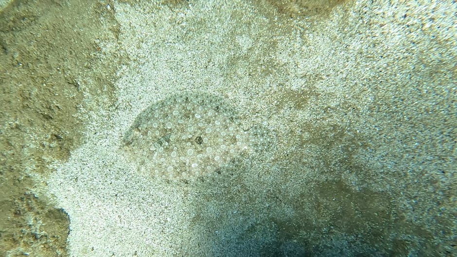 A close-up view of a sand-dwelling sea creature, the transparent, dome-shaped body covered with numerous small white and yellowish dots, blending with the surrounding sandy ocean floor. The creature's