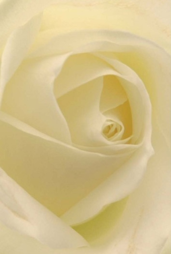 Viewed in the tranquil atmosphere of Harrow on the Hill, this classic white rose draws the eye into a world of sophisticated layering and subtle emotion. Each petal, etched with nature's gentle hand, curls inwards in a harmonious spiral, progressing from soft whites to creamy depths with barely perceptible transitions. The play of natural light from a nearby Harrow window seems to illuminate the bloom from within, casting gentle shadows that reveal the creamy texture and unmistakably fresh character. For a florist familiar with the area's historic streets and leafy landscapes, the rose embodies both purity and resilience-a fitting gesture for romantic milestones, apologies weighted with sincerity, or elegant celebrations held in the heart of Harrow. The perfectly arranged core suggests a quiet strength, while shifts in white and cream evoke a calming presence, allowing the bloom to serve as the centrepiece of any meaningful gathering. There's a hint of an unspoken fragrance-clean, serene, and quintessentially dignified-reminiscent of fresh morning air rolling over Harrow School's fields. This rose, carefully selected by the local florist, signals not only thoughtful design but also an appreciation for the subtle forms of artistry that make every special occasion in Harrow on the Hill memorable.